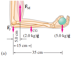 Example 9–8, forces on forearm.