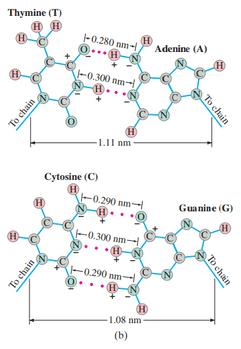 (b)  “Close-up” view of the helix, showing how A and T attract each other and how G and C attract each other through electrostatic forces. The + and - signs indicated on certain atoms represent net charges, usually a fraction of e, due to uneven sharing of electrons. The red dots indicate the electrostatic attraction (often called a “weak bond” or “hydrogen bond”—Section 29–3). Note that there are two weak bonds between A and T, and three between C and G.