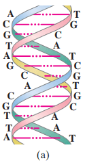 (a) Schematic diagram of a section of DNA double helix.